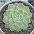 Echeveria onslow