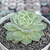 Echeveria onslow - comprar online