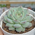 Echeveria cv. prism - comprar online