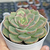 Echeveria xChroma - comprar online