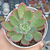 Echeveria luella - comprar online