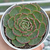 Echeveria "Elisha" - comprar online