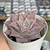 Echeveria madiba - comprar online