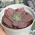 Echeveria "Figlia Di Hera" - comprar online