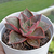 Echeveria "Green Smile" - comprar online