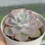 Echeveria "Domingo" - comprar online