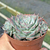 Echeveria halbingeri "San Joaquin" - comprar online