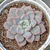 Echeveria "Violet Magic" - comprar online