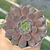 Echeveria "Pluto"