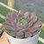 Echeveria "Pluto" - comprar online