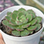 Echeveria "Joan Daniel" - comprar online