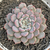 Echeveria "Giulia" - comprar online