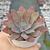 Echeveria "Golden Towers" - comprar online