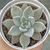 Echeveria "Lycan" - comprar online