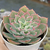 Echeveria "Susan" - comprar online