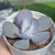 Echeveria gibb. gila - comprar online