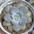 Echeveria "Valentina" - comprar online