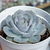 Echeveria "Blue Surprise" - comprar online