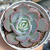 Echeveria "Diva" - comprar online