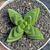 Crassula "Benjamin" - comprar online