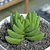 Crassula "Benjamin"