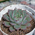 Echeveria "Endorphin" - comprar online