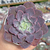 Echeveria "Painted Purple"