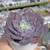 Echeveria "Painted Purple" - comprar online