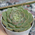 Echeveria "Louise" - comprar online