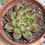 Echeveria agav. "Sara Bonnie" - comprar online