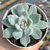 Echeveria albicans variegata