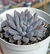 Pachyphytum "Devil Fingers" - Korean - comprar online