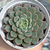 Echeveria swallow - comprar online