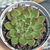 Echeveria agav. ebony x cuspidata - comprar online