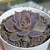 Echeveria "Super Bowl" - comprar online