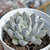 Echeveria tolimanensis "Night Cloud" - comprar online