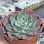 Echeveria raindrops - comprar online