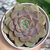 Echeveria "Latte Rose" - comprar online