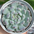 Echeveria baena - comprar online