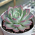 Echeveria "Pink Bubble"