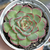 Echeveria "Mos" (Korean) - comprar online