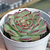 Echeveria "Mos" (Korean)