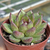 Echeveria agav. "Bloody Mary" - comprar online