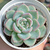 Echeveria "Brave" - comprar online