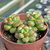 Sedum lucidum obesum - comprar online