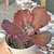 Echeveria "Red Regis" - comprar online