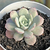 Echeveria subcorymbosa lau 026 - comprar online