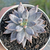 Echeveria unguiculata "Jaujal" - comprar online