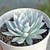 Echeveria peacockii - comprar online