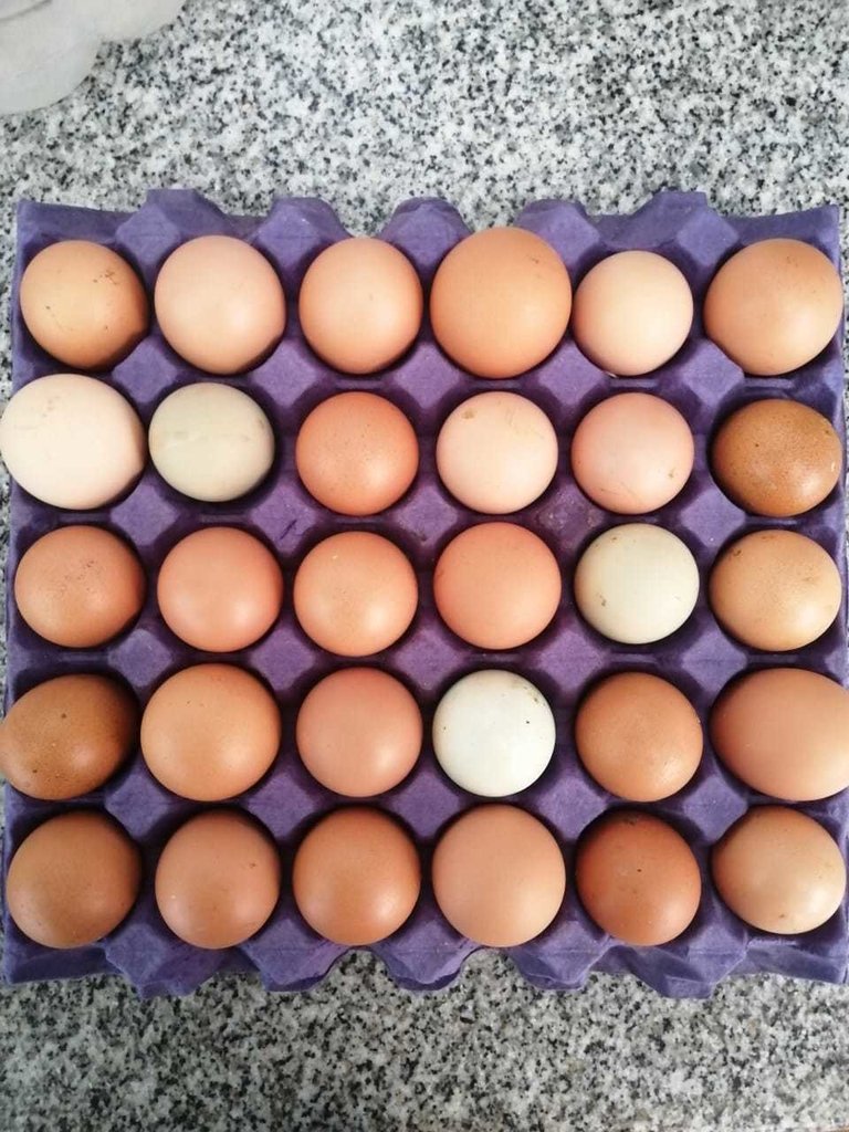 Huevos Frescos Pastoriles x 30un (Maple) GRANJA BUEN CAMINO – Savia Conexión